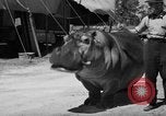 Immagine di Il Ringling Brothers Circus Sarasota Florida USA, 1938, secondo 44 filmato di repertorio 65675043527