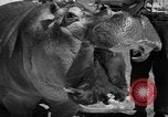 Immagine di Il Ringling Brothers Circus Sarasota Florida USA, 1938, secondo 47 filmato di repertorio 65675043527