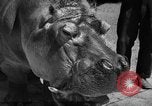 Immagine di Il Ringling Brothers Circus Sarasota Florida USA, 1938, secondo 48 filmato di repertorio 65675043527