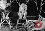 Standbild Big Polizei Circus Rochester Indiana USA, 1938, aus Sekunde 14 historischem Filmmaterial Videoclip 65675043531