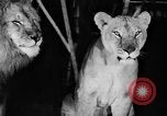 Standbild Big Polizei Circus Rochester Indiana USA, 1938, aus Sekunde 17 historischem Filmmaterial Videoclip 65675043531
