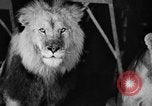 Standbild Big Polizei Circus Rochester Indiana USA, 1938, aus Sekunde 19 historischem Filmmaterial Videoclip 65675043531
