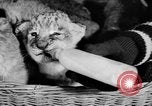 Standbild Big Polizei Circus Rochester Indiana USA, 1938, aus Sekunde 27 historischem Filmmaterial Videoclip 65675043531