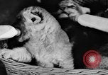 Standbild Big Polizei Circus Rochester Indiana USA, 1938, aus Sekunde 30 historischem Filmmaterial Videoclip 65675043531
