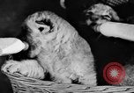 Standbild Big Polizei Circus Rochester Indiana USA, 1938, aus Sekunde 31 historischem Filmmaterial Videoclip 65675043531