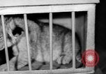 Standbild Big Polizei Circus Rochester Indiana USA, 1938, aus Sekunde 34 historischem Filmmaterial Videoclip 65675043531