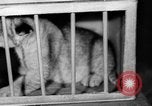 Standbild Big Polizei Circus Rochester Indiana USA, 1938, aus Sekunde 35 historischem Filmmaterial Videoclip 65675043531