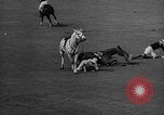 Immagine di International Polo Cup series Westbury New York USA, 1939, secondo 58 filmato di repertorio 65675043543