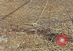 Image of Camouflage Engineers Massachusetts United States USA, 1941, second 61 stock footage video 65675043553