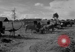 Immagine di Carrello di giovenco abitatori Phnom Penh Cambogia, 1957, secondo 12 filmato di repertorio 65675043579