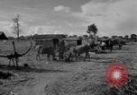 Immagine di Carrello di giovenco abitatori Phnom Penh Cambogia, 1957, secondo 13 filmato di repertorio 65675043579