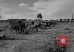 Immagine di Carrello di giovenco abitatori Phnom Penh Cambogia, 1957, secondo 15 filmato di repertorio 65675043579