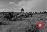 Immagine di Carrello di giovenco abitatori Phnom Penh Cambogia, 1957, secondo 16 filmato di repertorio 65675043579