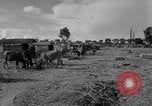 Immagine di Carrello di giovenco abitatori Phnom Penh Cambogia, 1957, secondo 17 filmato di repertorio 65675043579