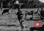 Immagine di Carrello di giovenco abitatori Phnom Penh Cambogia, 1957, secondo 49 filmato di repertorio 65675043579