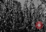 Image of American cities farms and industry in 1950 United States USA, 1953, second 15 stock footage video 65675043634