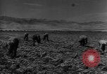 Image of American cities farms and industry in 1950 United States USA, 1953, second 36 stock footage video 65675043634