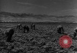 Image of American cities farms and industry in 1950 United States USA, 1953, second 38 stock footage video 65675043634