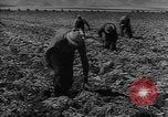 Image of American cities farms and industry in 1950 United States USA, 1953, second 40 stock footage video 65675043634