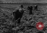 Image of American cities farms and industry in 1950 United States USA, 1953, second 41 stock footage video 65675043634