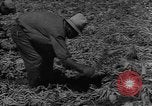 Image of American cities farms and industry in 1950 United States USA, 1953, second 43 stock footage video 65675043634