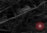 Image of United States soldiers United States USA, 1953, second 28 stock footage video 65675043635