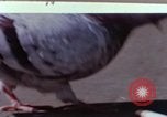 Image of food stuff United States USA, 1958, second 1 stock footage video 65675043723