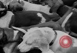 Standbild jährliche Saint Hubert's Hunt Compiegne Frankreich, 1938, aus Sekunde 9 historischem Filmmaterial Videoclip 65675043744