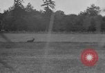 Standbild jährliche Saint Hubert's Hunt Compiegne Frankreich, 1938, aus Sekunde 14 historischem Filmmaterial Videoclip 65675043744