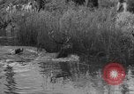 Standbild jährliche Saint Hubert's Hunt Compiegne Frankreich, 1938, aus Sekunde 28 historischem Filmmaterial Videoclip 65675043744