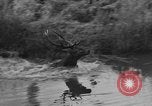 Standbild jährliche Saint Hubert's Hunt Compiegne Frankreich, 1938, aus Sekunde 30 historischem Filmmaterial Videoclip 65675043744