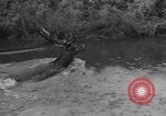 Standbild jährliche Saint Hubert's Hunt Compiegne Frankreich, 1938, aus Sekunde 32 historischem Filmmaterial Videoclip 65675043744