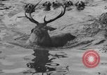 Standbild jährliche Saint Hubert's Hunt Compiegne Frankreich, 1938, aus Sekunde 33 historischem Filmmaterial Videoclip 65675043744