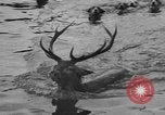 Standbild jährliche Saint Hubert's Hunt Compiegne Frankreich, 1938, aus Sekunde 34 historischem Filmmaterial Videoclip 65675043744