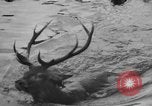 Standbild jährliche Saint Hubert's Hunt Compiegne Frankreich, 1938, aus Sekunde 35 historischem Filmmaterial Videoclip 65675043744