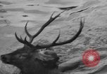 Standbild jährliche Saint Hubert's Hunt Compiegne Frankreich, 1938, aus Sekunde 36 historischem Filmmaterial Videoclip 65675043744