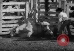 Image of Rodeo Show Texas United States USA, 1961, second 57 stock footage video 65675043757