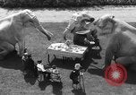 Standbild Zwerg Trainer San Diego California USA, 1936, aus Sekunde 12 historischem Filmmaterial Videoclip 65675043765
