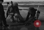 Immagine di Raccolta delle vongole Ocean City Washington USA, 1936, secondo 16 filmato di repertorio 65675043769