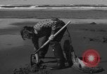 Immagine di Raccolta delle vongole Ocean City Washington USA, 1936, secondo 28 filmato di repertorio 65675043769