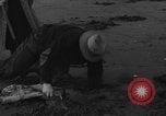 Immagine di Raccolta delle vongole Ocean City Washington USA, 1936, secondo 33 filmato di repertorio 65675043769