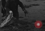 Immagine di Raccolta delle vongole Ocean City Washington USA, 1936, secondo 34 filmato di repertorio 65675043769