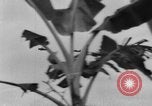 Image of Vietnamese troops Vietnam, 1951, second 26 stock footage video 65675043787