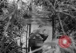 Image of Vietnamese troops Vietnam, 1951, second 30 stock footage video 65675043788
