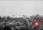 Image of French-Indochina war Indochina, 1951, second 6 stock footage video 65675043792