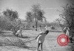 Image travailleurs somalienne Somalie, 1940, de la seconde 13 séquences d'archives historiques vidéo 65675043841