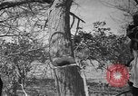 Image travailleurs somalienne Somalie, 1940, de la seconde 16 séquences d'archives historiques vidéo 65675043841