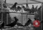 Standbild USA Soldaten Fort Monmouth New Jersey USA, 1942, aus Sekunde 17 historischem Filmmaterial Videoclip 65675043868