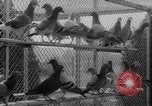 Standbild USA Soldaten Fort Monmouth New Jersey USA, 1942, aus Sekunde 18 historischem Filmmaterial Videoclip 65675043868