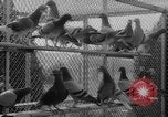 Standbild USA Soldaten Fort Monmouth New Jersey USA, 1942, aus Sekunde 19 historischem Filmmaterial Videoclip 65675043868